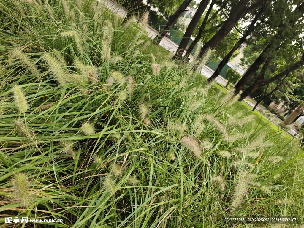 隨風(fēng)搖曳的美麗狗尾草