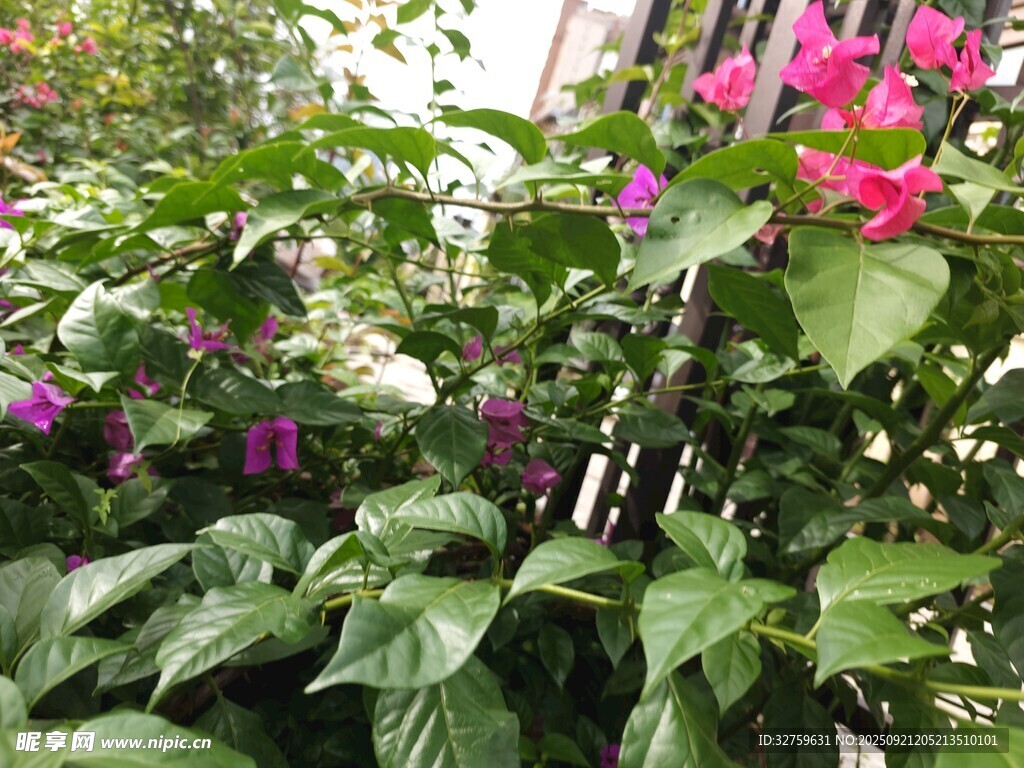 綠葉叢中的多彩花卉