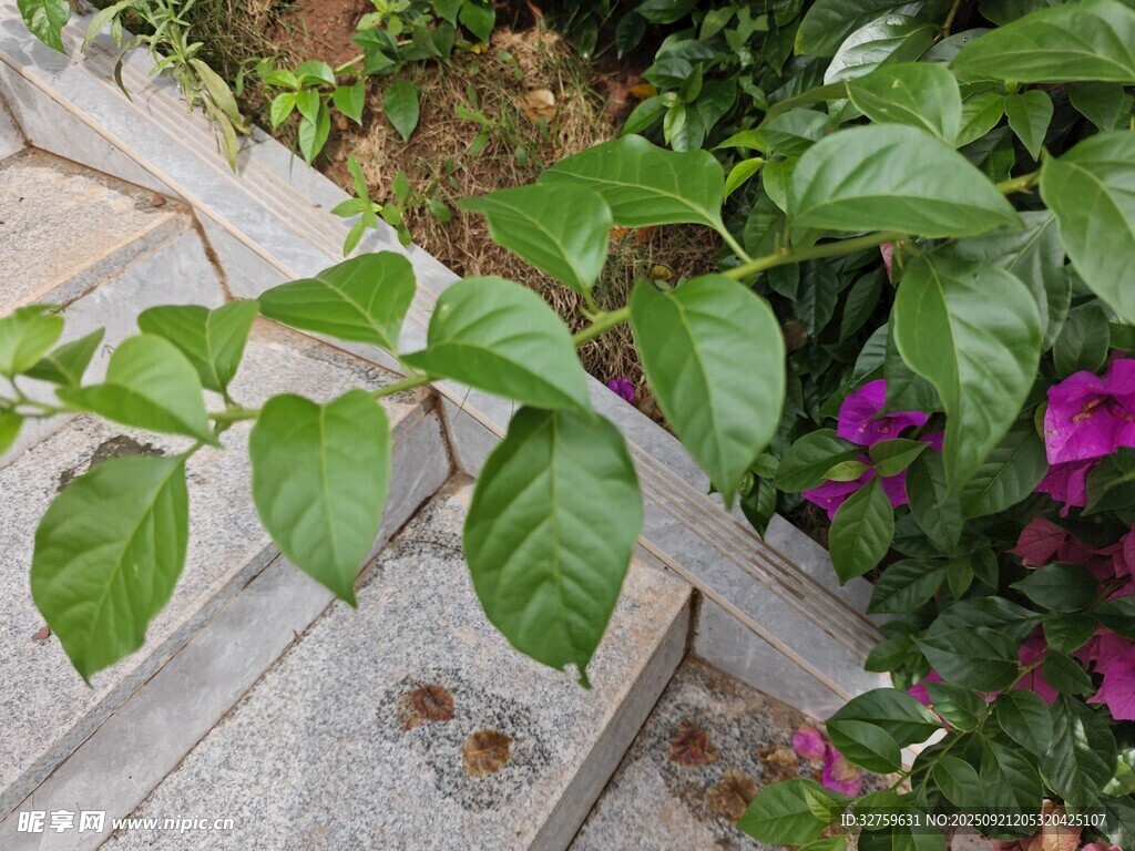綠葉繁花裝點(diǎn)石階