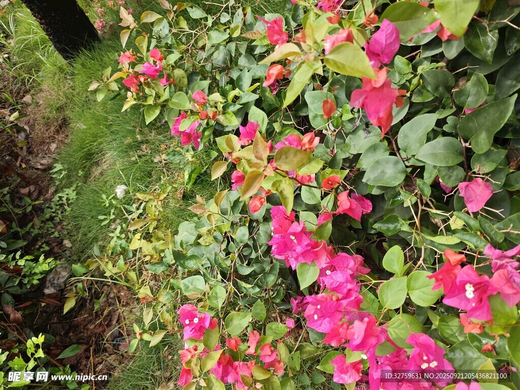 艷麗三角梅綻放于綠植間