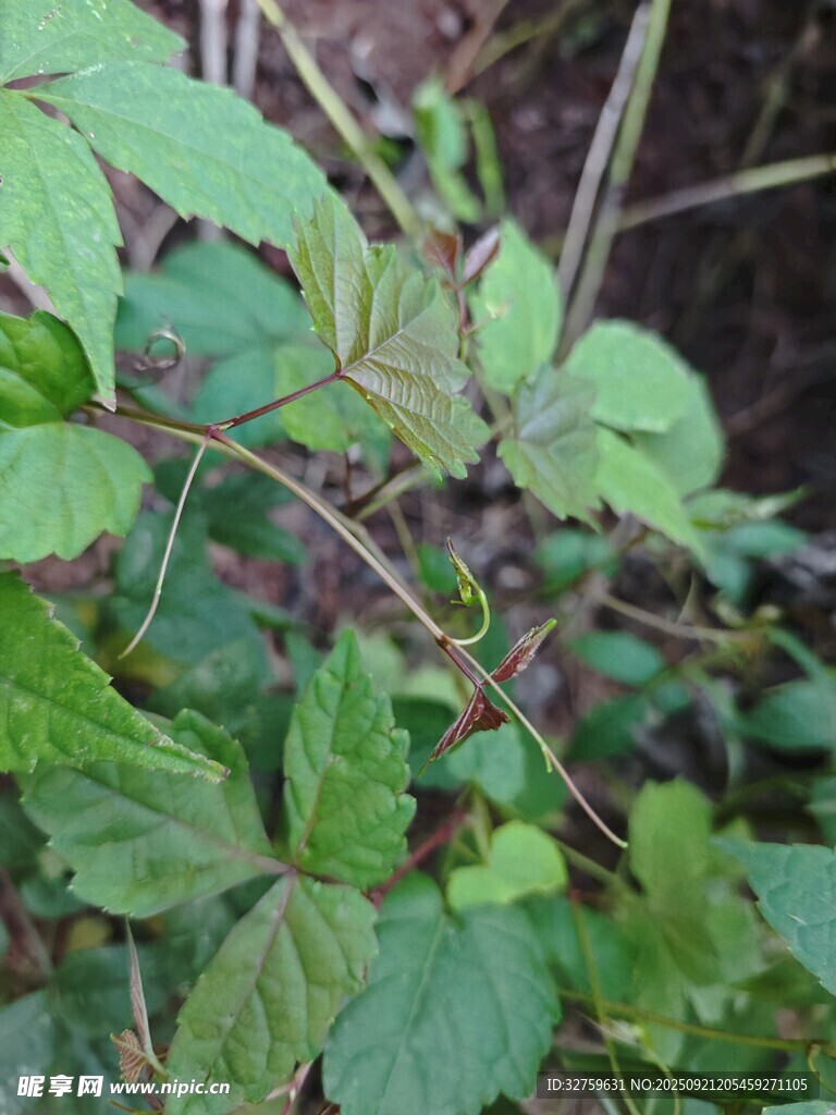 野外生長的帶果綠色植物