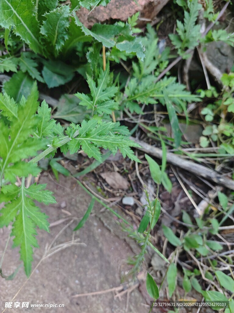 地面生長的綠色植物