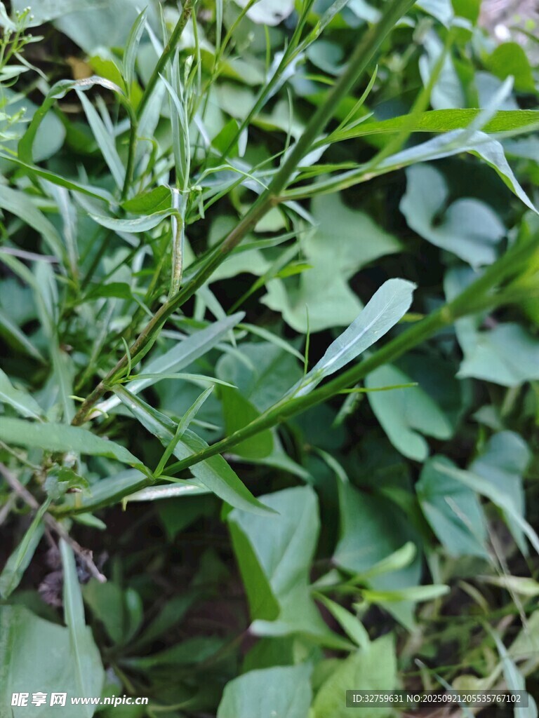 綠葉繁茂的生機(jī)植物景觀