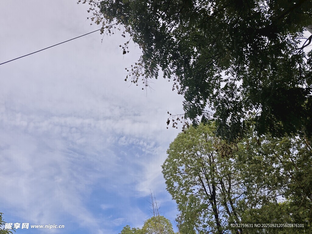 藍天白云下的蔥郁樹木
