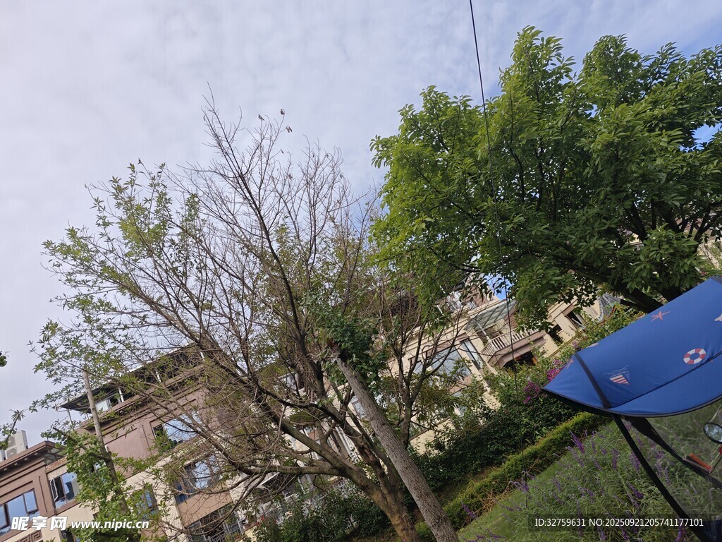戶外庭院綠樹與建筑景觀