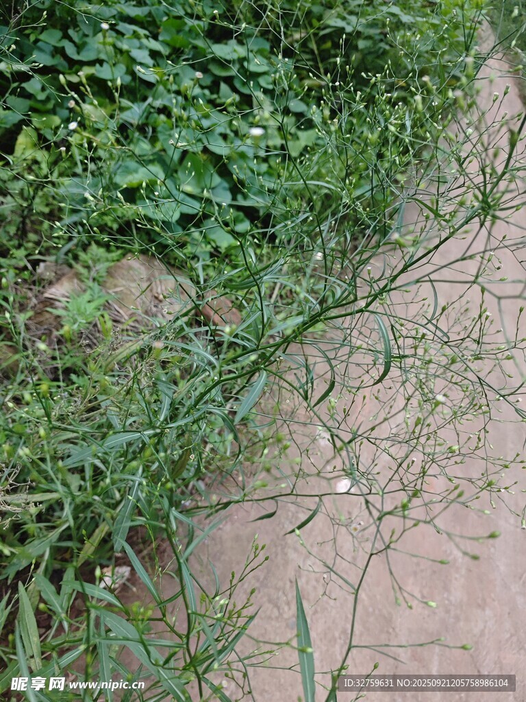 路邊生長(zhǎng)的綠色雜草