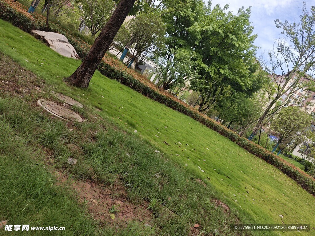 綠意盎然的戶外草坪景觀