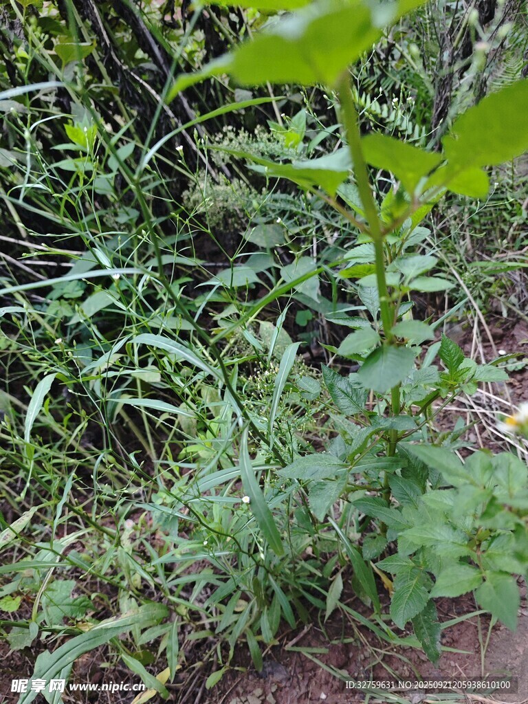 野外生長(zhǎng)的綠色植物
