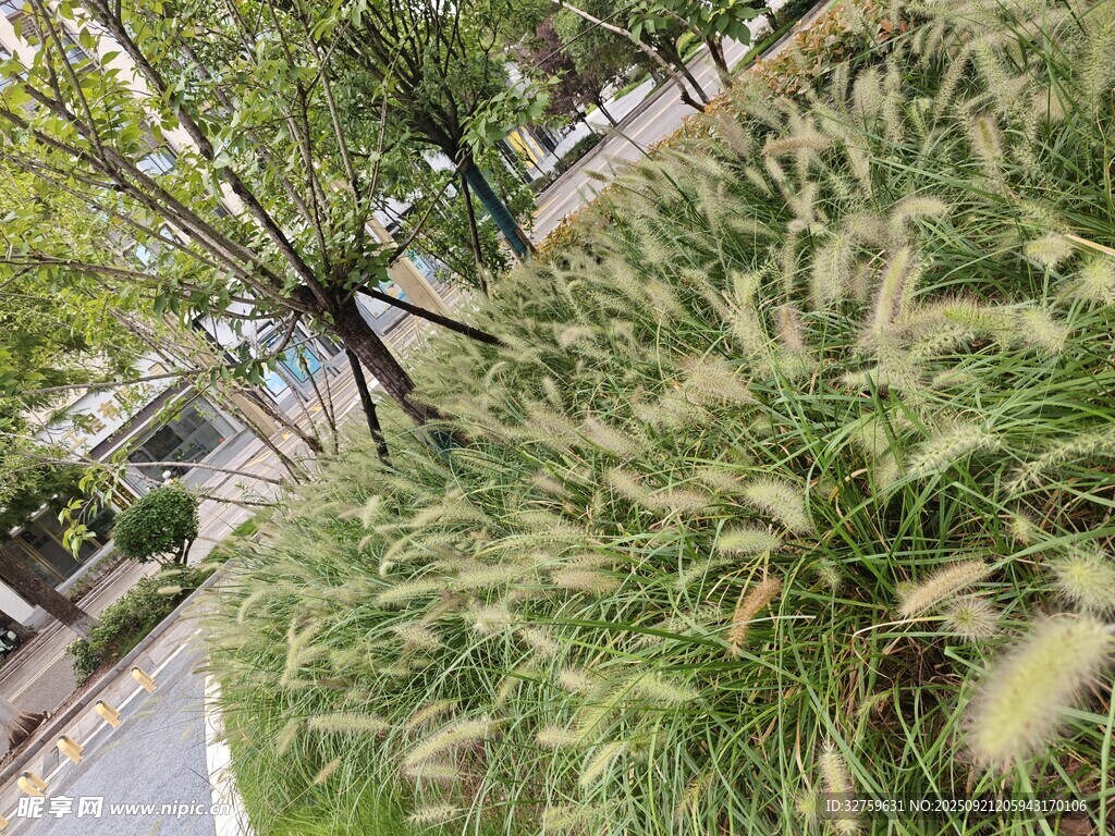 路邊搖曳的美麗觀賞草