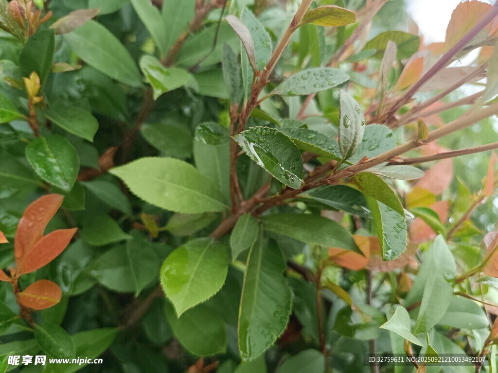 綠葉紅邊的繁茂植物