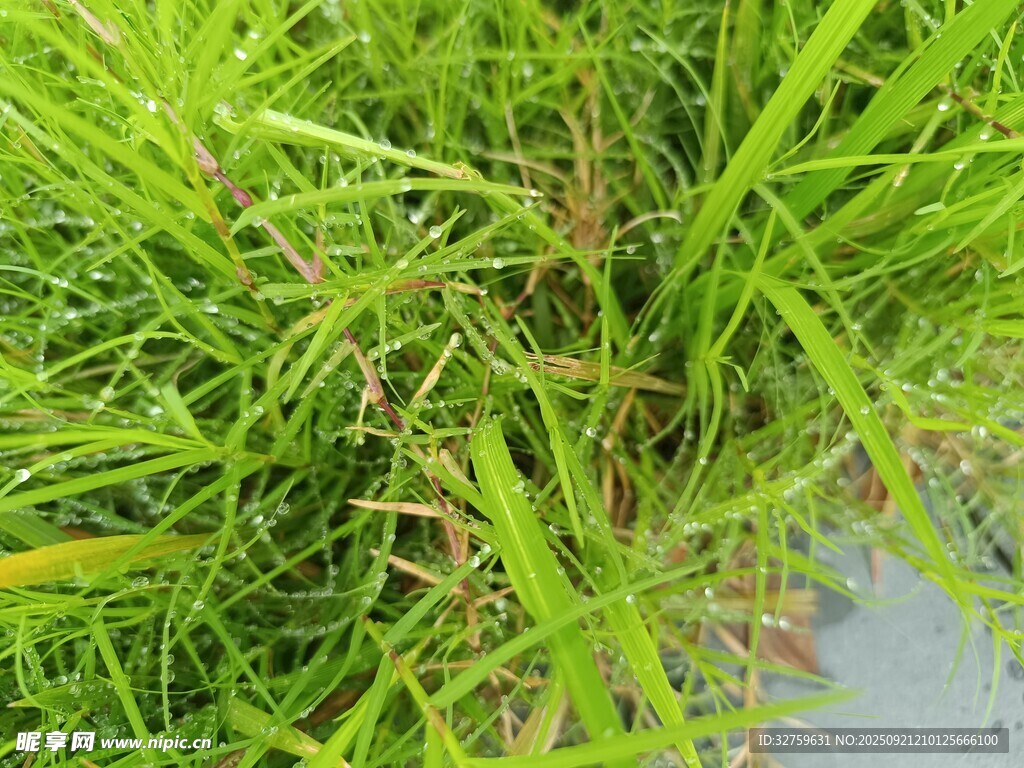 翠綠茂盛的草地植物
