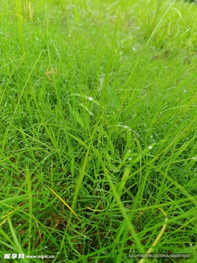 翠綠草地近景