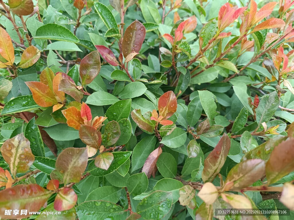 多彩葉片植物景觀