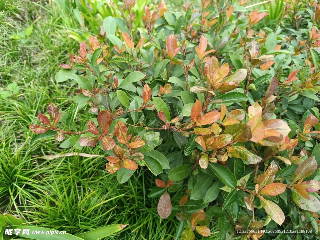 變色葉片的綠植景觀