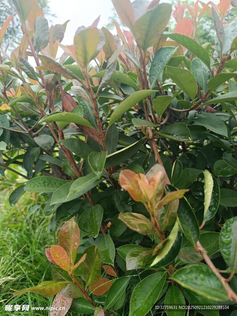 綠葉紅邊的繁茂植物