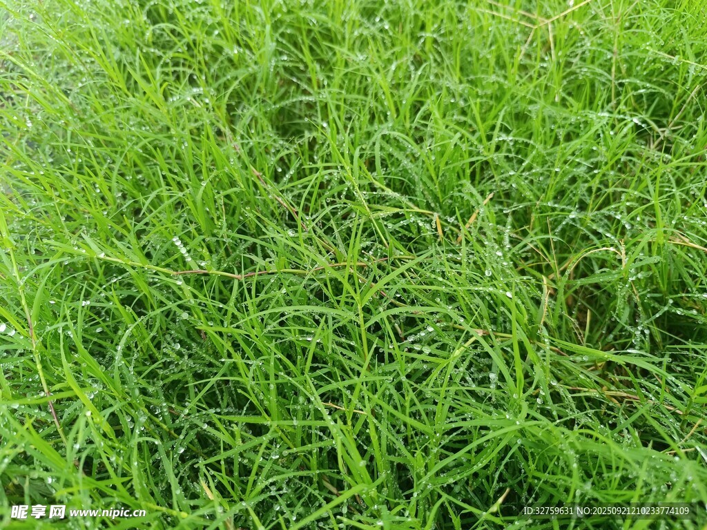 翠綠茂盛的青青草地