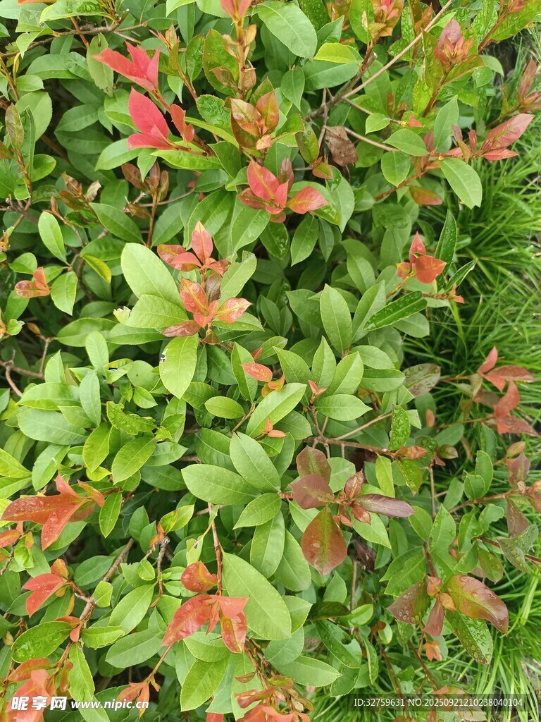 紅綠相間的多彩植物景觀