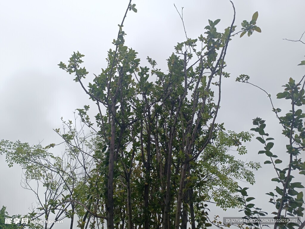 霧中蔥郁植物景觀
