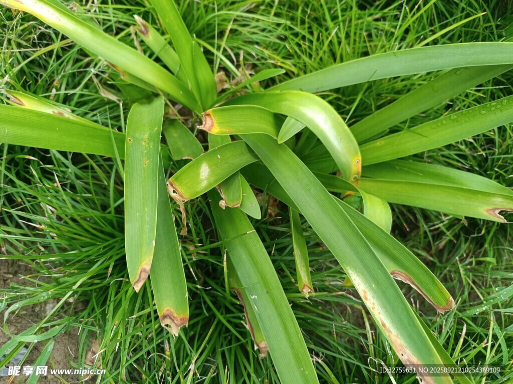 翠綠蔥蘢的長(zhǎng)葉植物