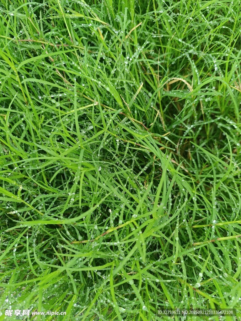 翠綠茂盛的草坪