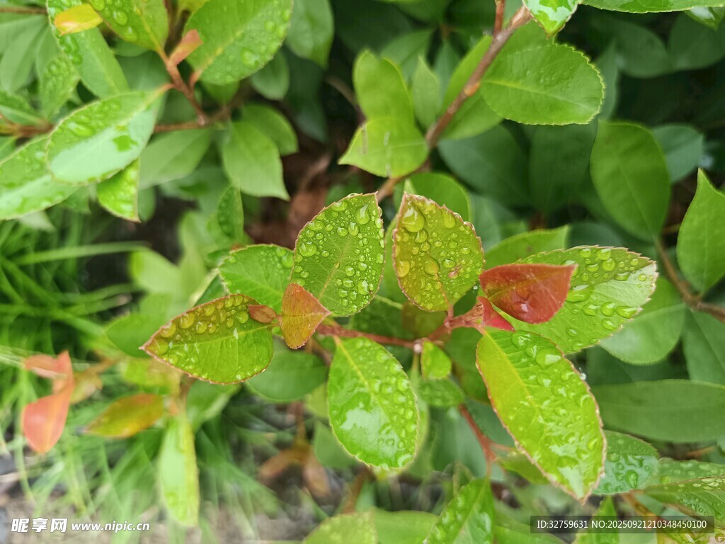 帶水珠的翠綠植物葉片