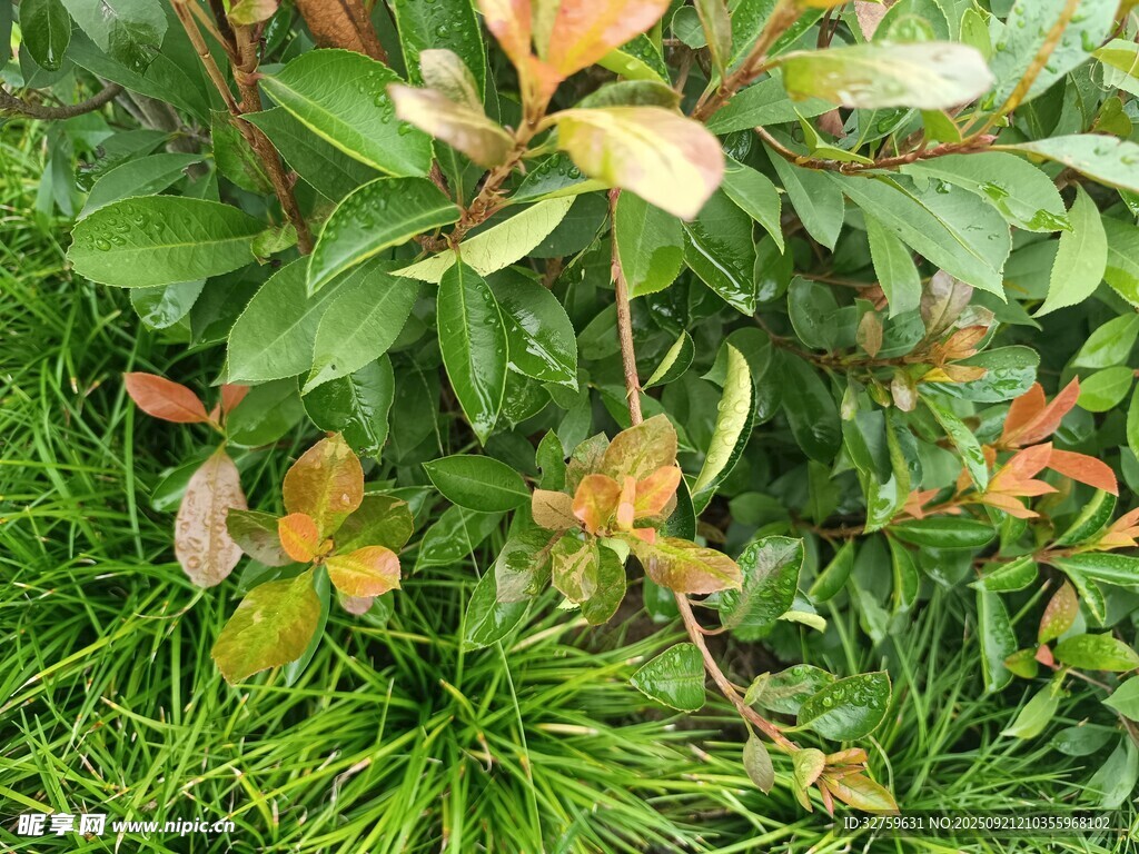 綠葉間的多彩植物枝葉