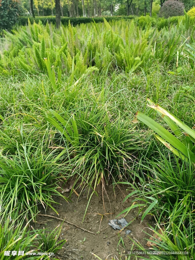 翠綠草地中的積水小景