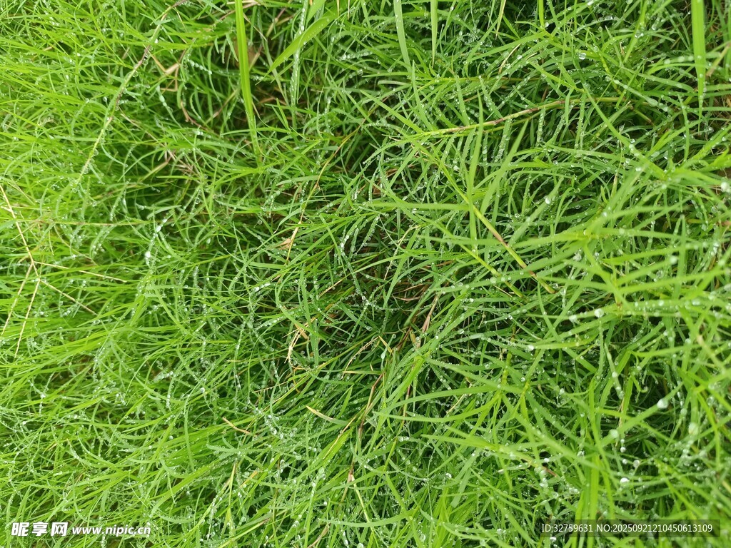 翠綠繁茂的草地