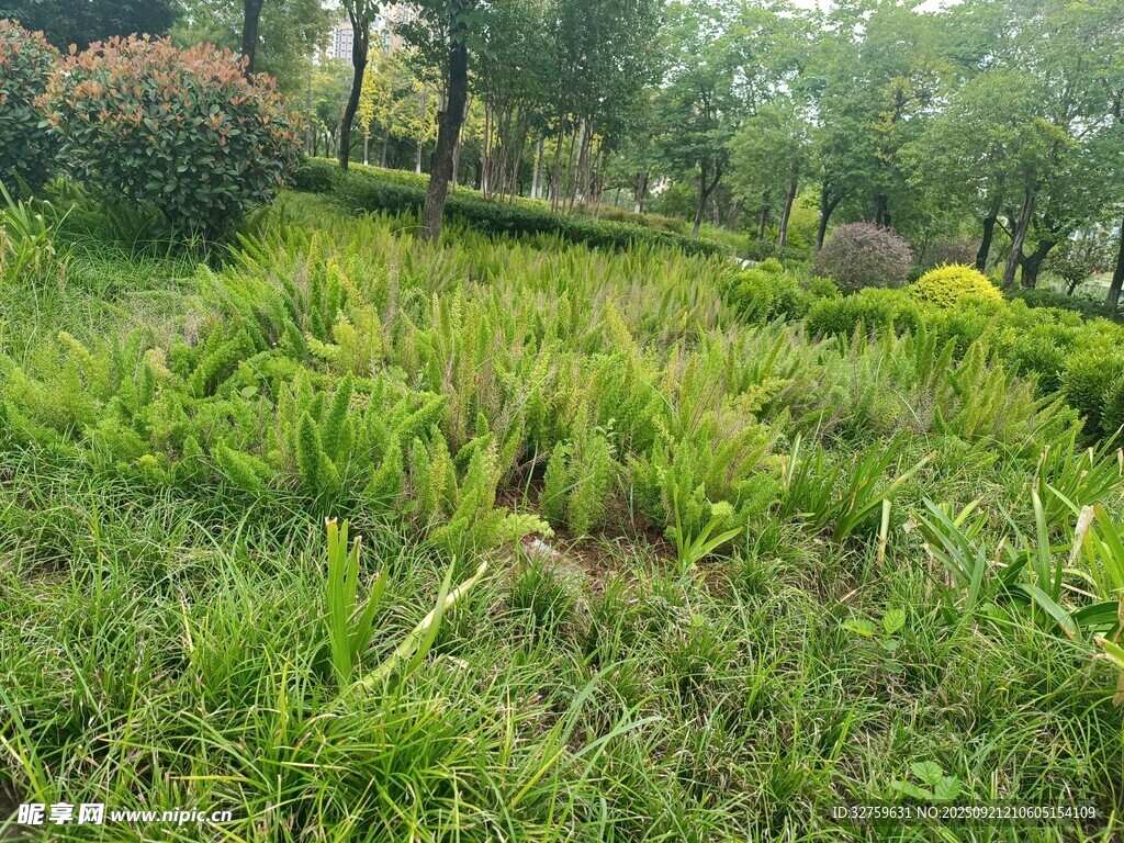綠意盎然的戶外草地景觀