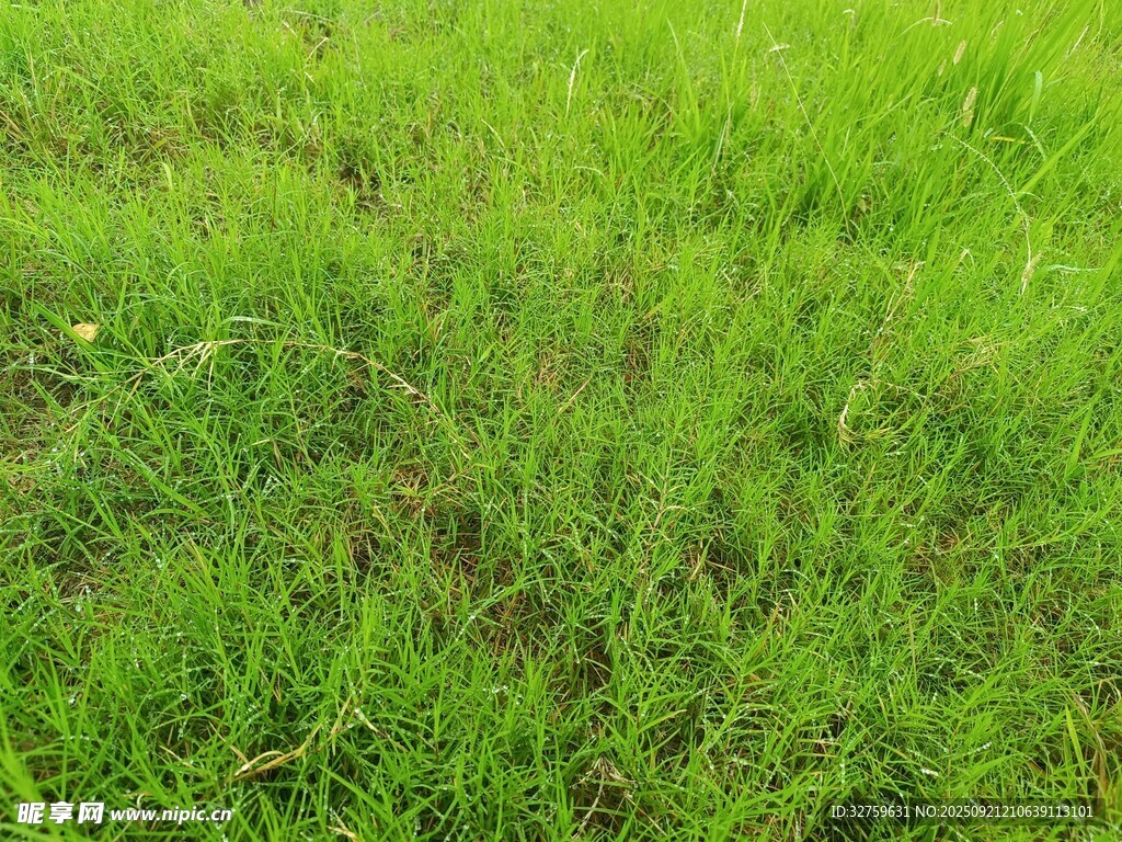 翠綠草地生機(jī)勃勃