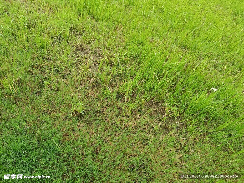翠綠草地生機(jī)盎然
