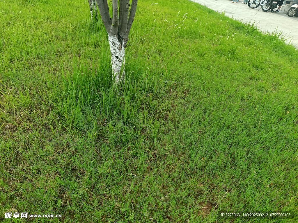 草地中的樹干