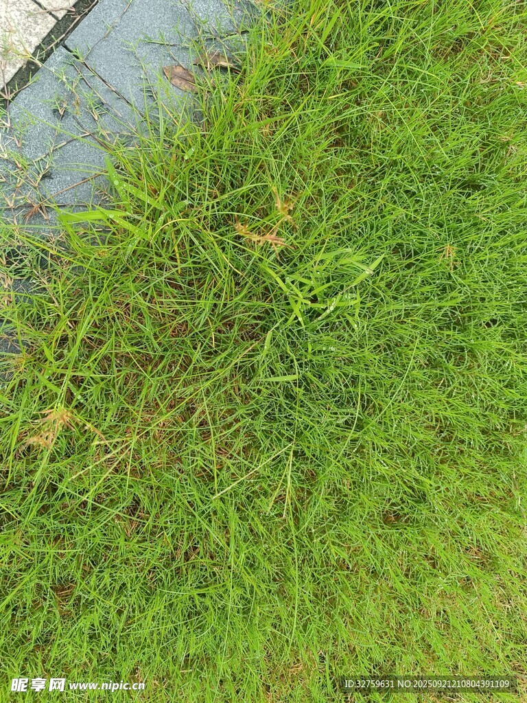 翠綠草叢近景