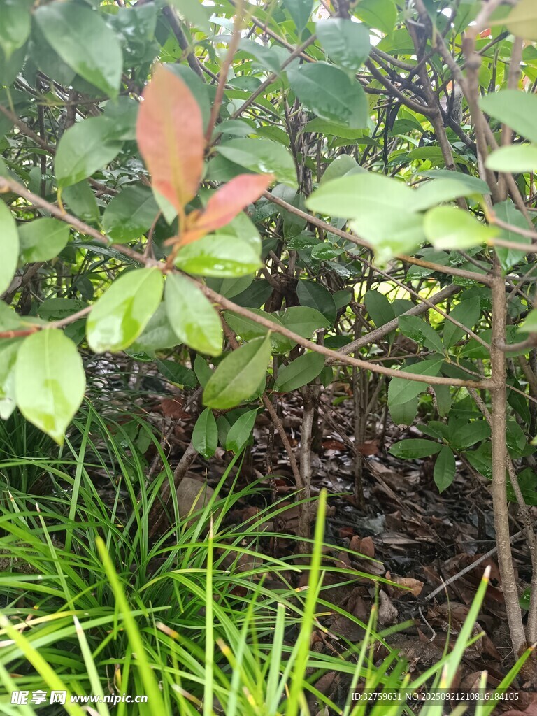 綠葉間的紅嫩葉片