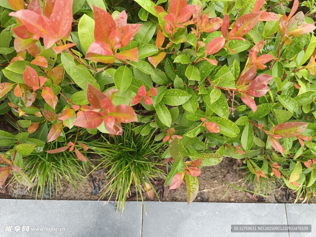 色彩斑斕的多彩植物景觀
