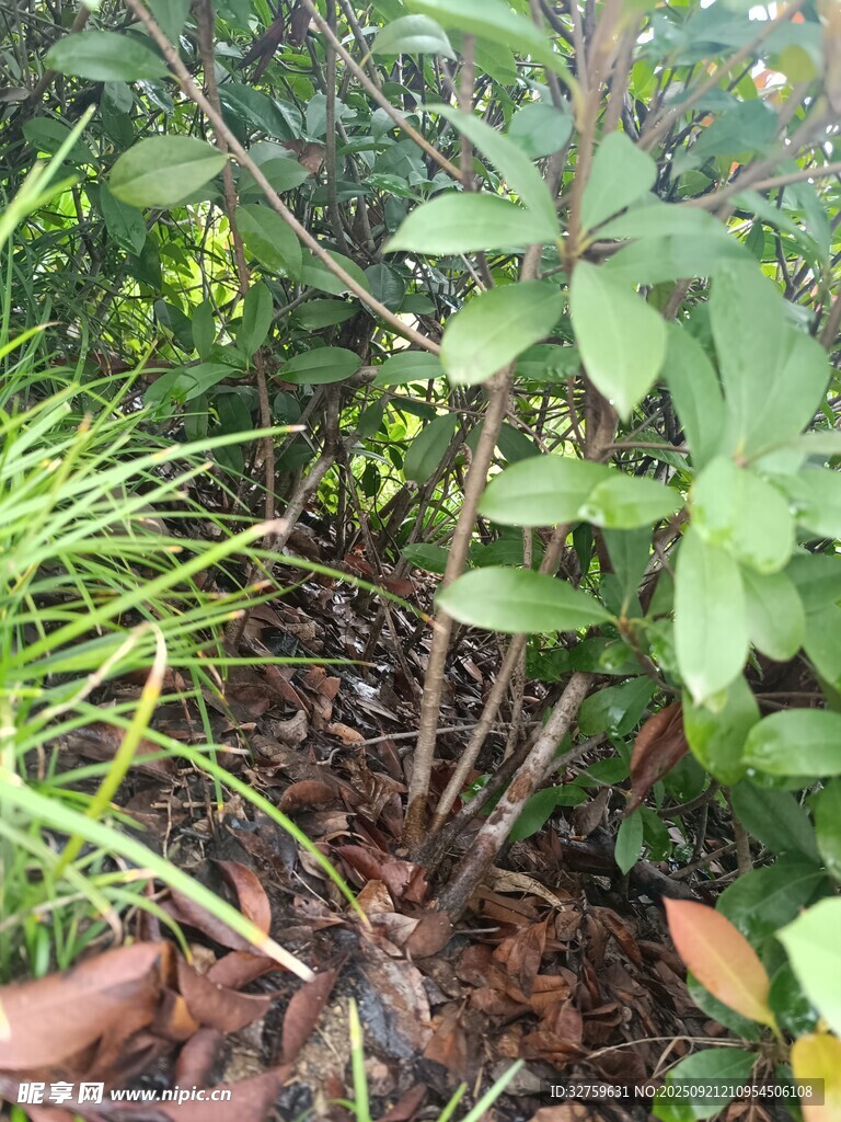 庭院綠植景觀
