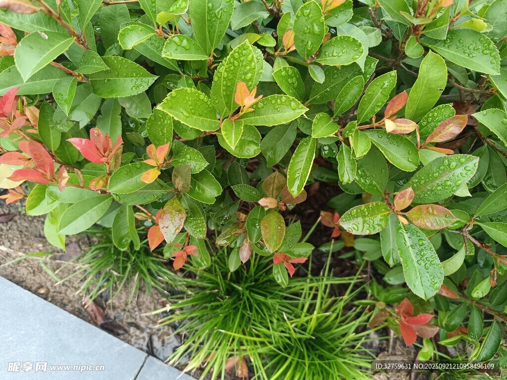 綠葉紅邊植物景觀