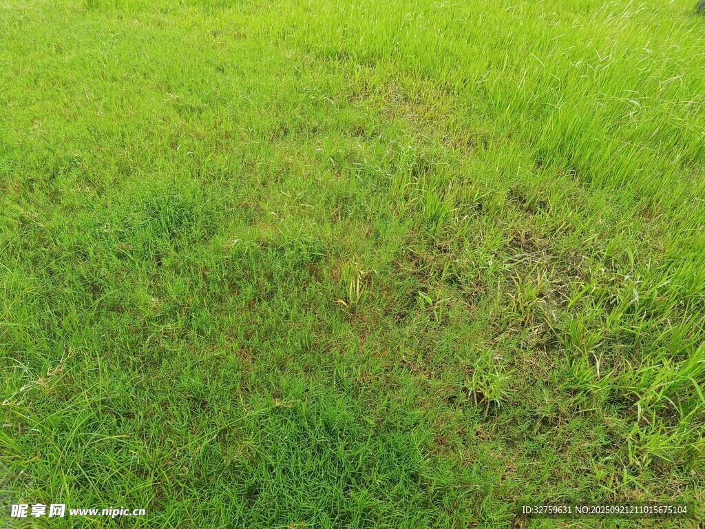 翠綠草地