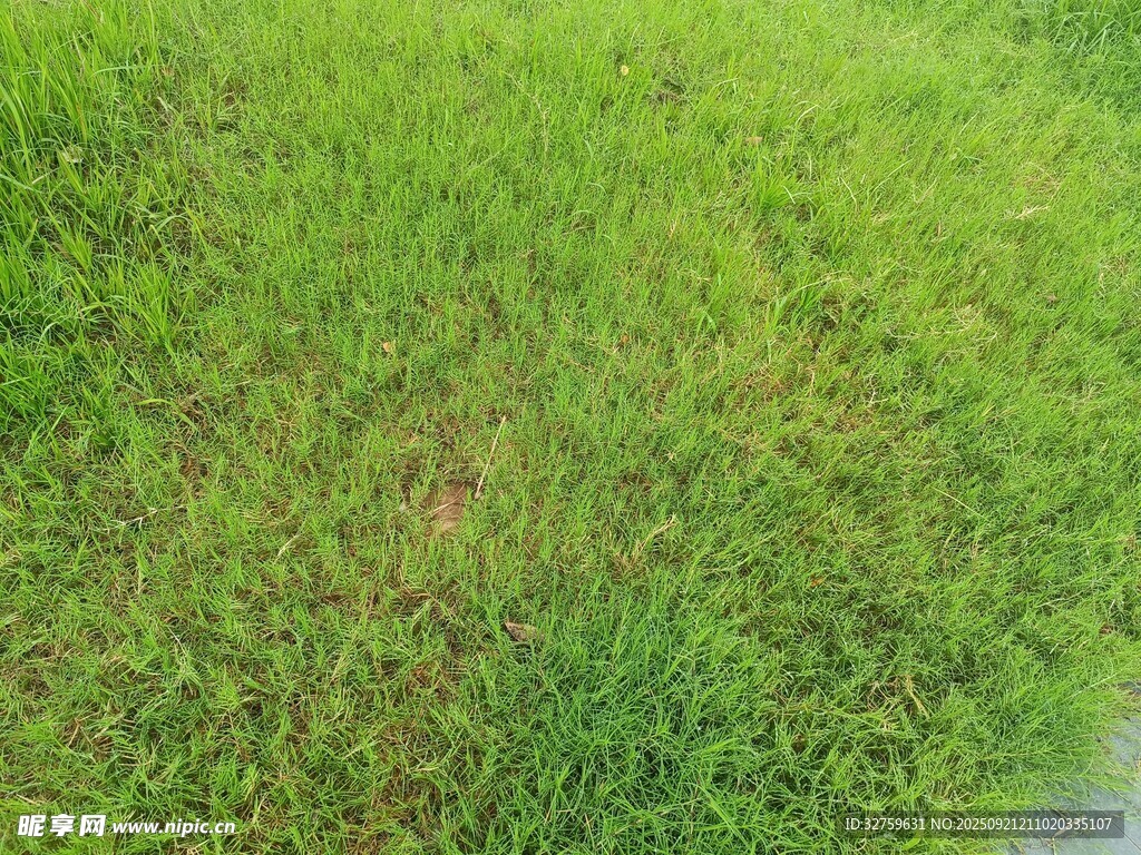 翠綠草地風(fēng)景