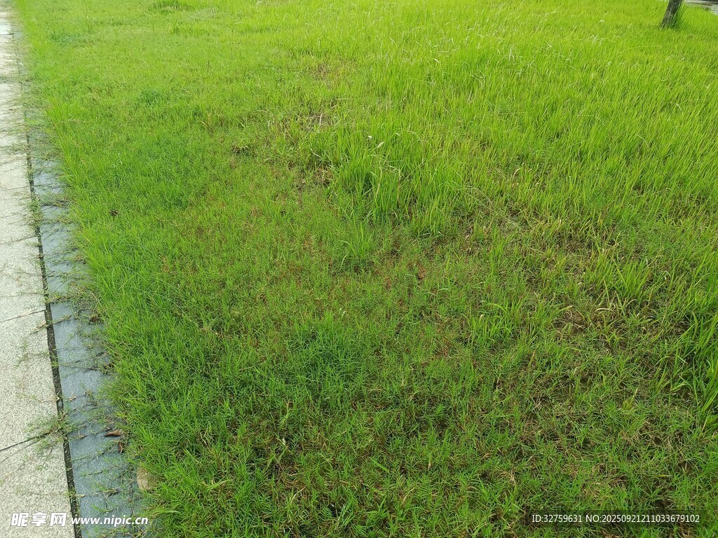路邊翠綠草坪