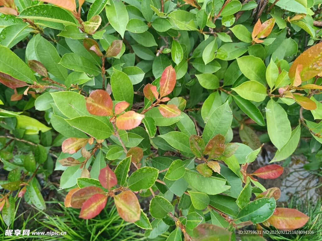 多彩葉片特寫