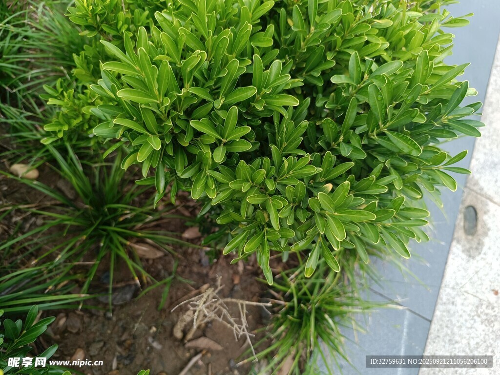 翠綠灌木