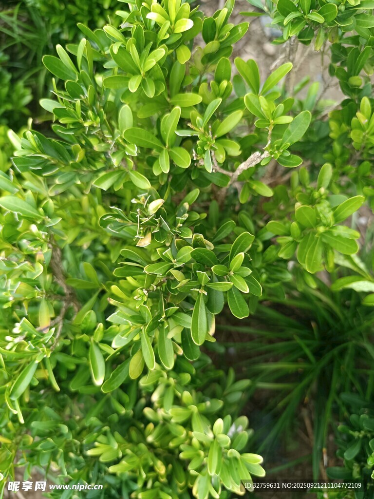 翠綠繁茂的綠植景觀