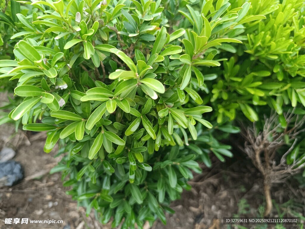 翠綠繁茂的灌木植物