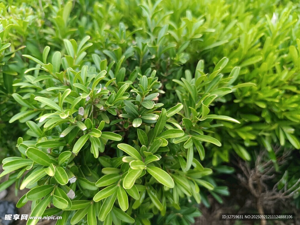 翠綠繁茂的綠植景觀