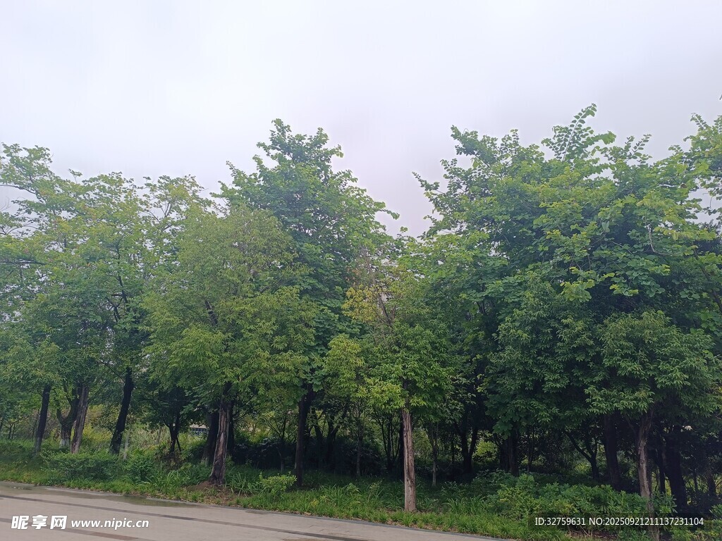 路邊蔥郁樹林景觀