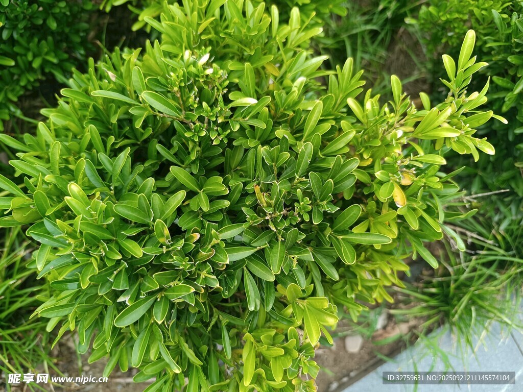 翠綠繁茂的小型綠植