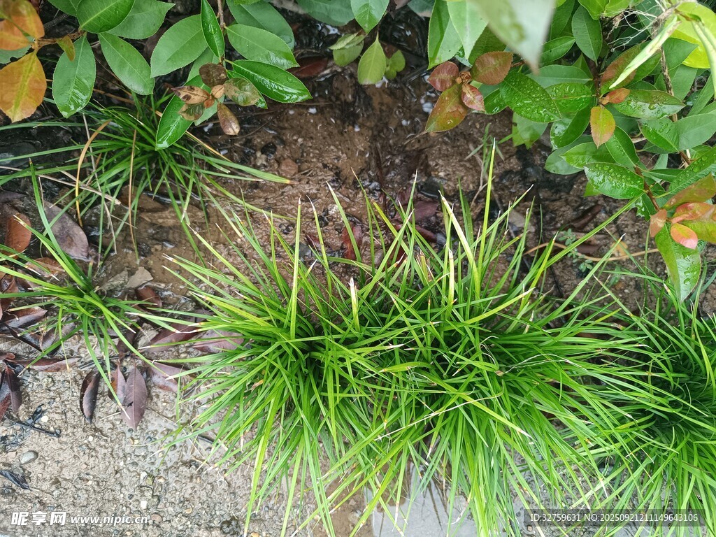 地面嫩綠草叢與周邊綠植