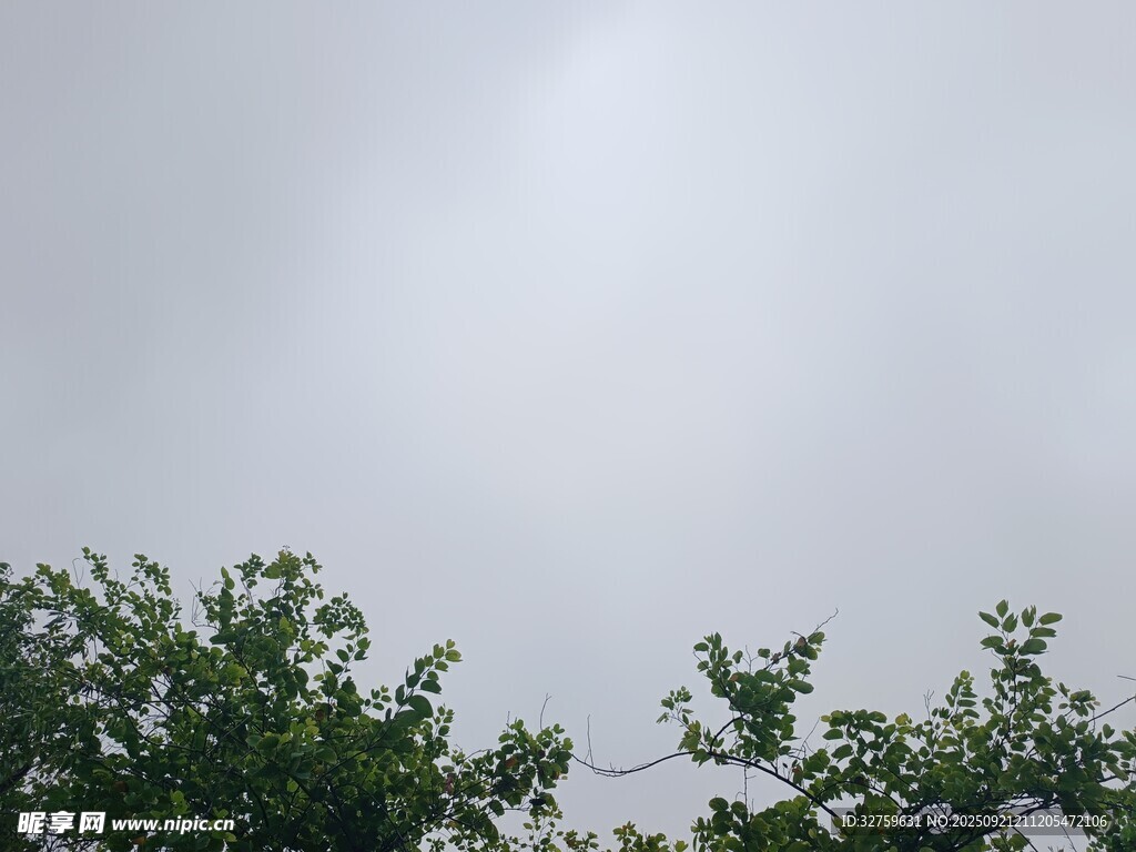 陰天樹梢景象