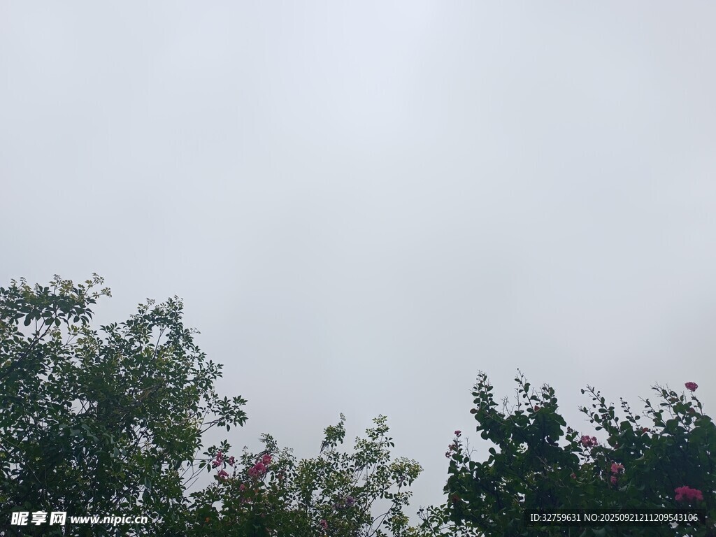 霧中樹(shù)梢景象